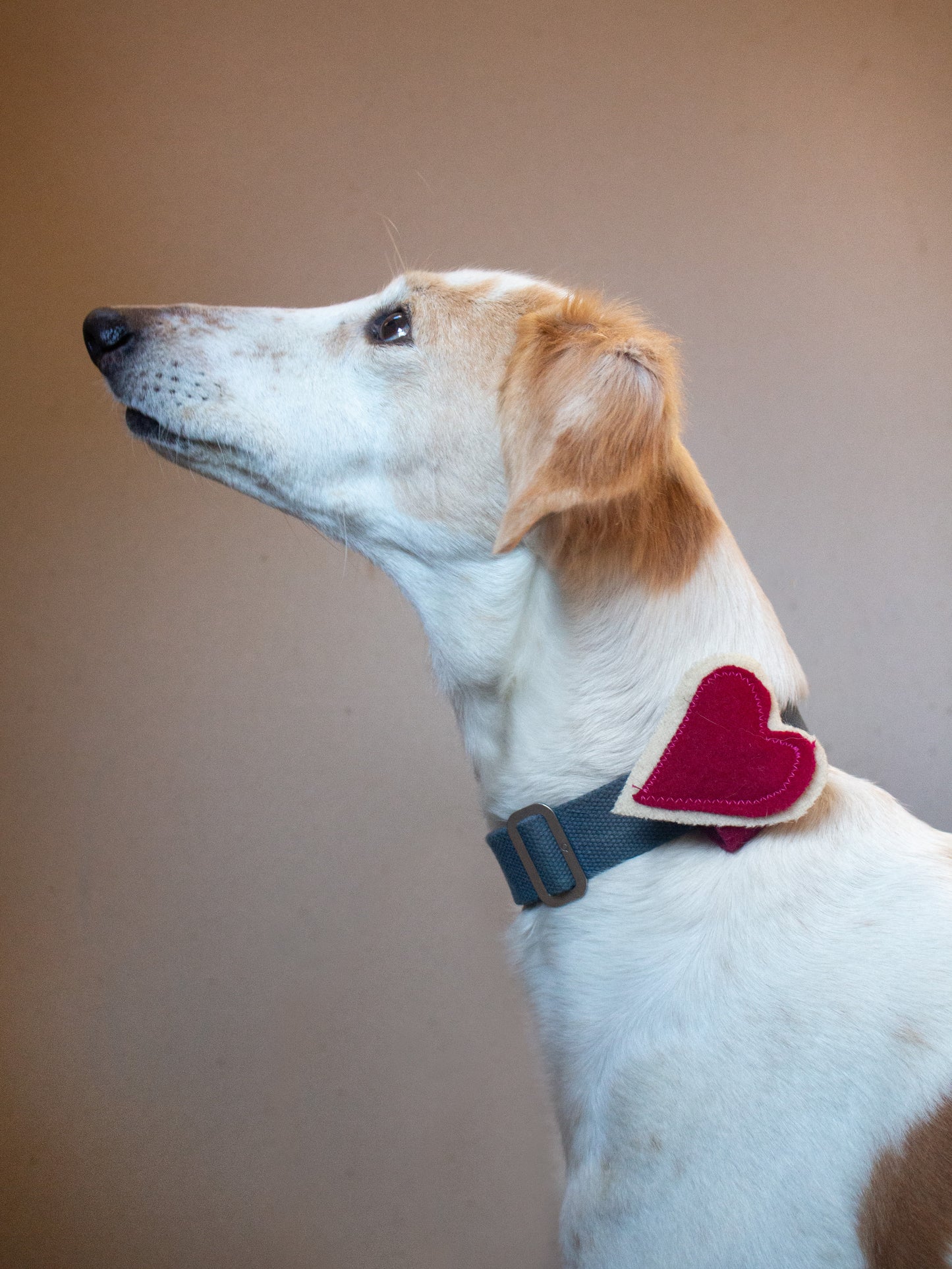 Heart Dog Collar/Harness Charm